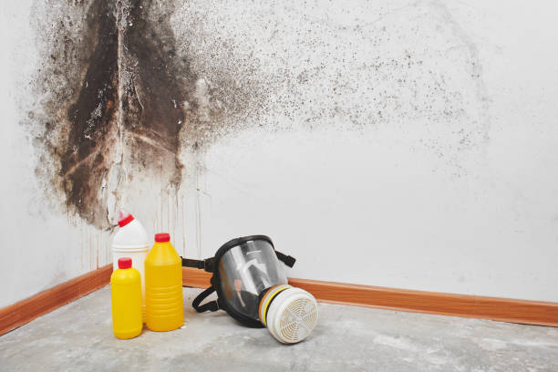 Water damage restoration experts